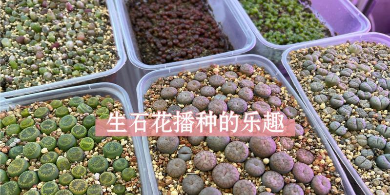生石花种植方法和注意事项是什么？