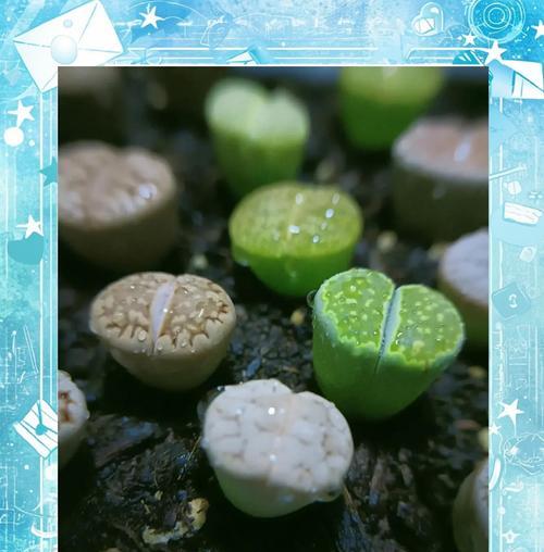 生石花种植方法和注意事项是什么？