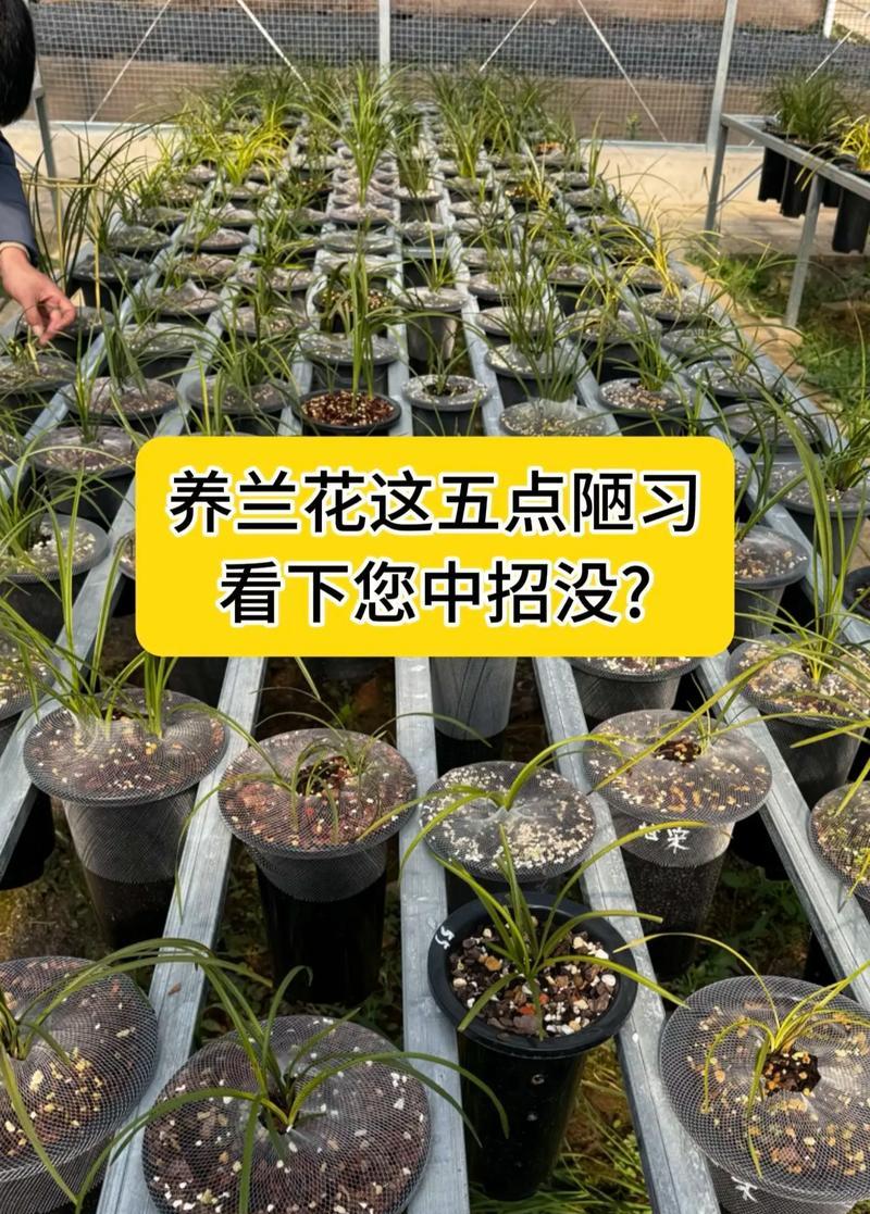 新买的兰花应该如何处理和养护？需要注意哪些问题？