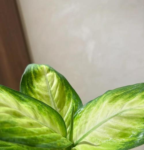 绿皇后植物的特征是什么？如何正确养护绿皇后？
