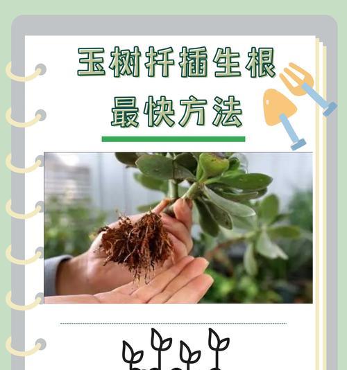 仙人掌扦插的步骤是什么？扦插后如何促进生根？