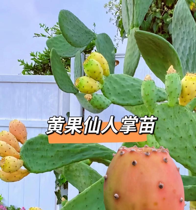 仙人掌扦插的步骤是什么？扦插后如何促进生根？