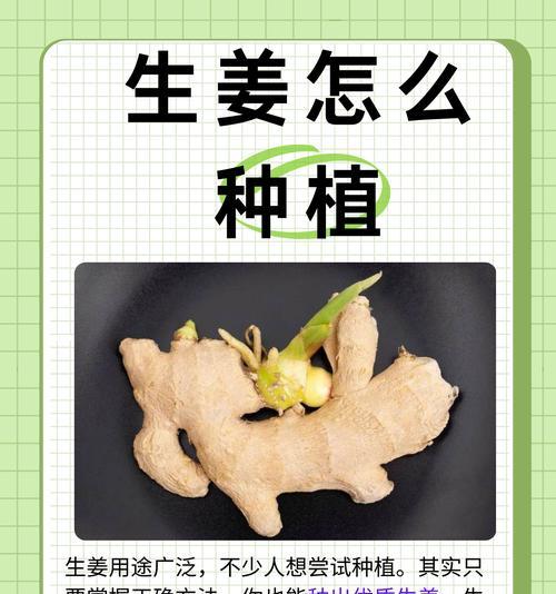 姜花的种植步骤是什么？如何确保其良好生长？