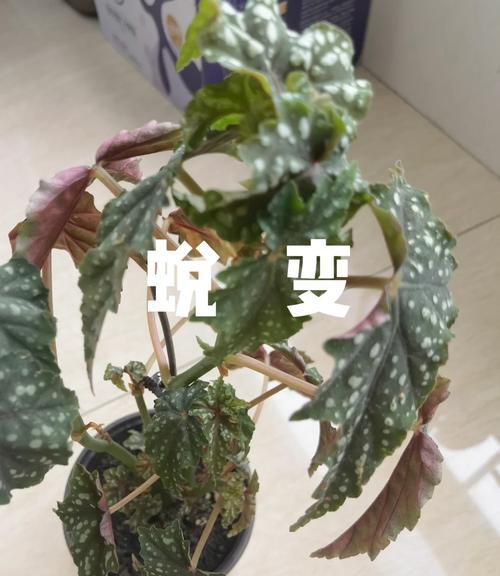 秋海棠的养殖方法有哪些？如何保持秋海棠健康？
