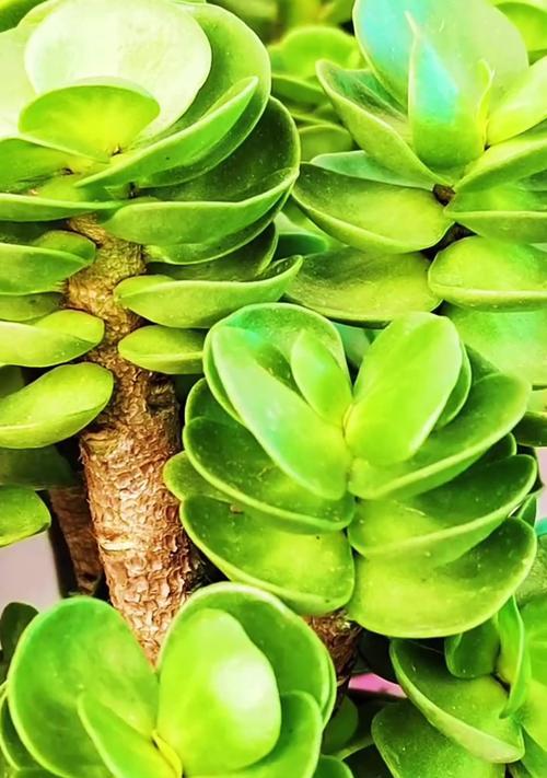 多肉植物金钱木怎么养？金钱木的养殖方法是什么？