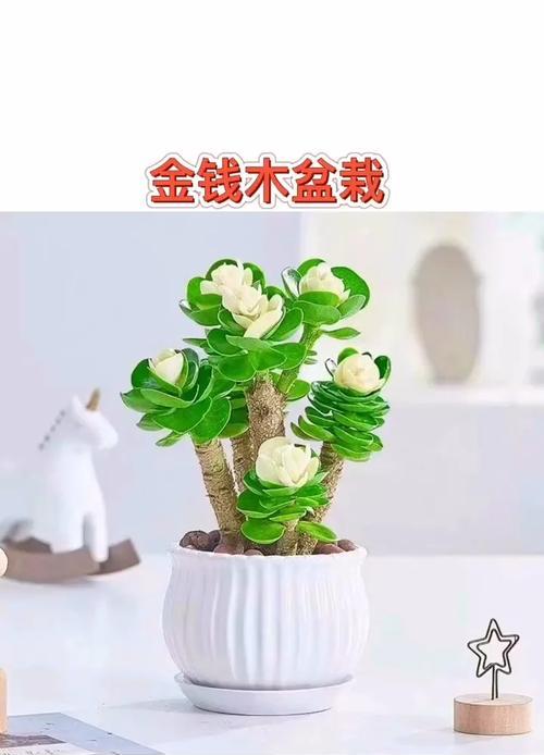 多肉植物金钱木怎么养？金钱木的养殖方法是什么？