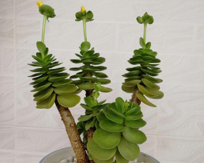 多肉植物金钱木怎么养？金钱木的养殖方法是什么？