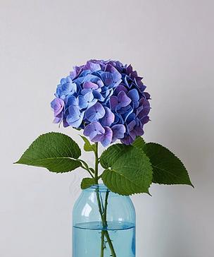 椭圆形透明花瓶适合养什么花？养护技巧有哪些？