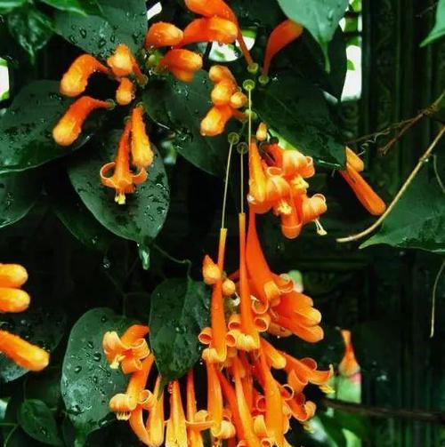 炮仗花的正确养护方式有哪些？