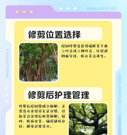 盆景如何修剪？修剪的最佳时机和方法是什么？