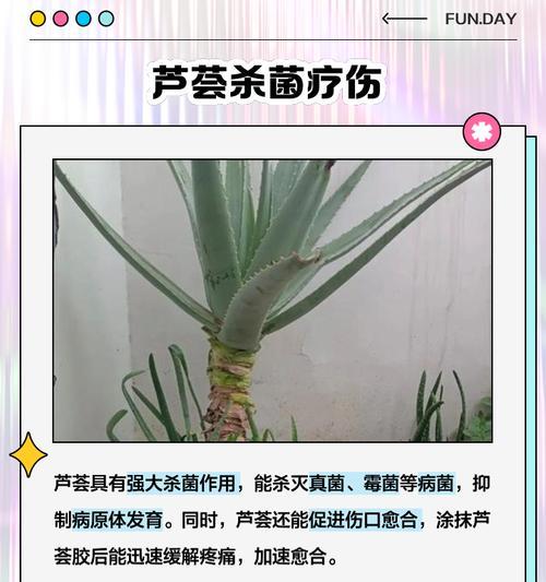 芦荟的别称有哪些？