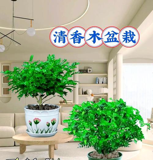 清香木落叶的原因是什么？如何解决？