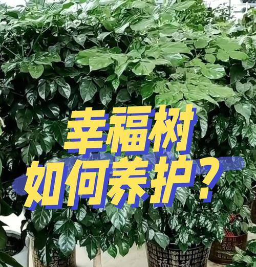 幸福树的正确养护方法有哪些？如何保持其茁壮成长？