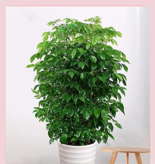 幸福树的正确养护方法有哪些？如何保持其茁壮成长？