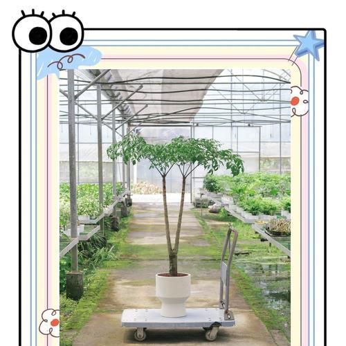 幸福树的正确养护方法有哪些？如何保持其茁壮成长？