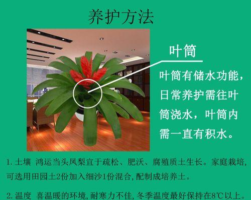 莺哥凤梨的养殖方法是什么？如何确保其健康生长？
