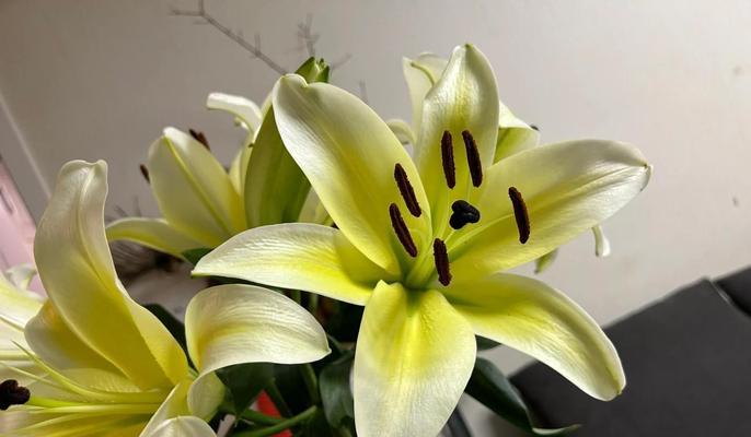 百合花冬季如何养护？需要注意哪些问题？