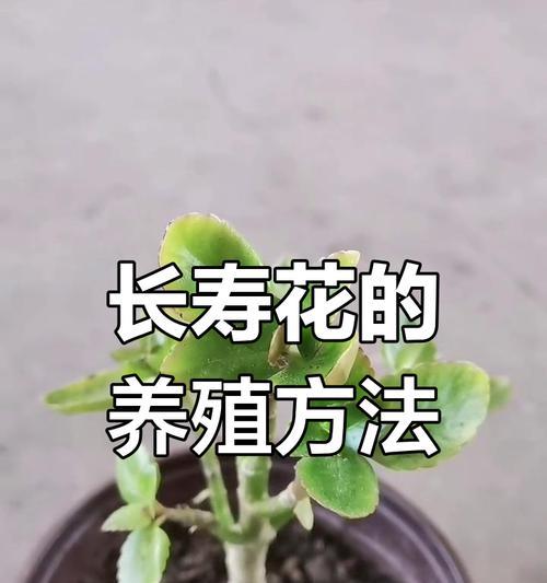 长寿花怎么养殖方法？有哪些有效的养殖技巧？