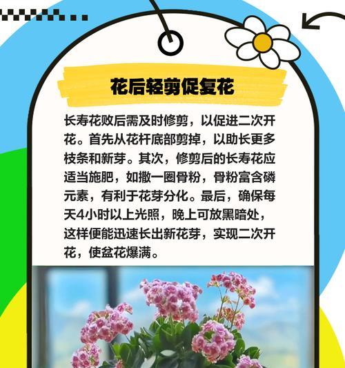 长寿花怎么养殖方法？有哪些有效的养殖技巧？