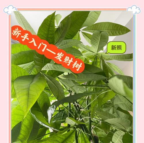 发财树小盆栽换盆的最佳方法是什么？