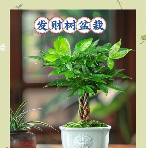 发财树冬季如何养护？过冬时需要注意哪些问题？