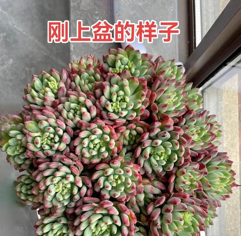 红兔耳多肉如何养护？怎样才能养得更红？