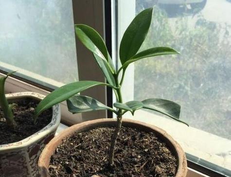 非洲茉莉的养殖技巧是什么？