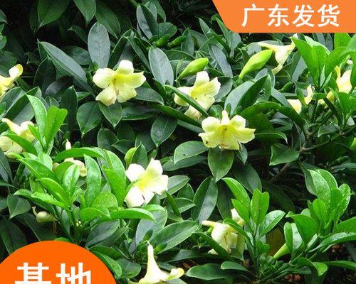 非洲茉莉的养殖技巧是什么？