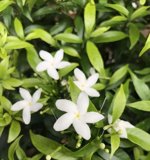 非洲茉莉的养殖技巧是什么？