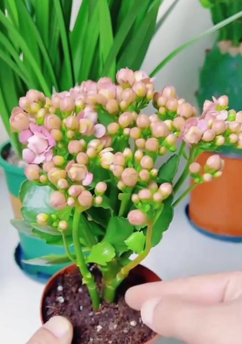 怎么让长寿花多开花？长寿花的养殖技巧是什么？