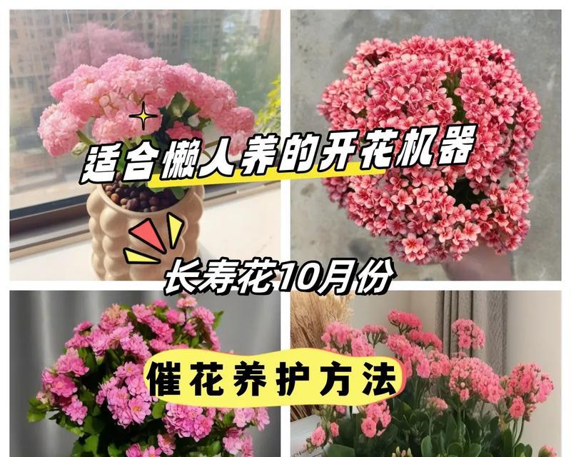 怎么让长寿花多开花？长寿花的养殖技巧是什么？