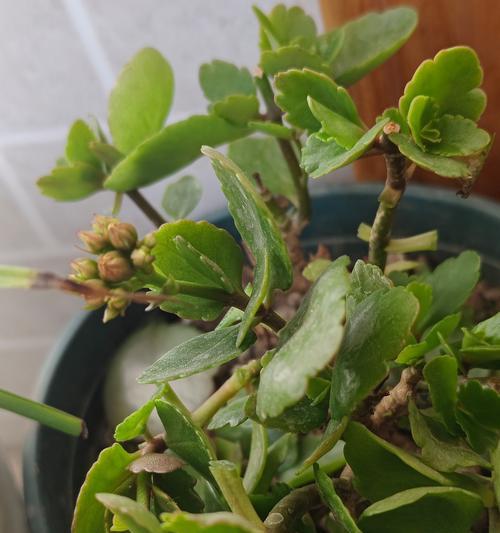 怎么让长寿花多开花？长寿花的养殖技巧是什么？