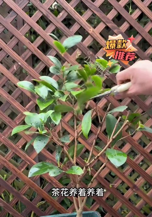 茶花炭疽病的治疗方法有哪些？如何预防炭疽病？