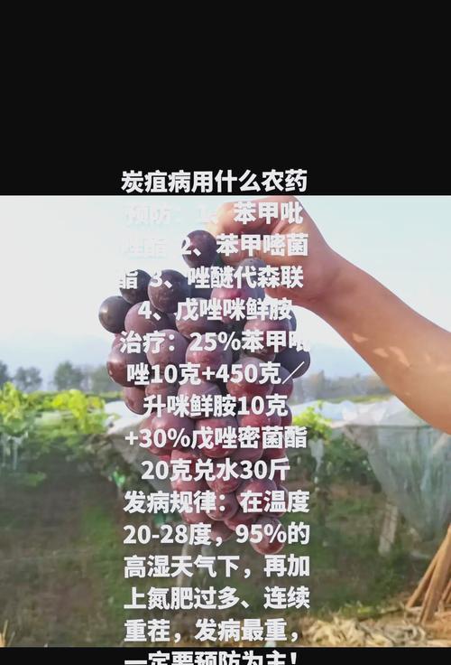 茶花炭疽病的治疗方法有哪些？如何预防炭疽病？