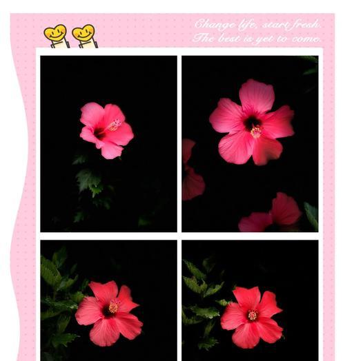 木槿花的特性是什么?它有哪些独特的花语含义?