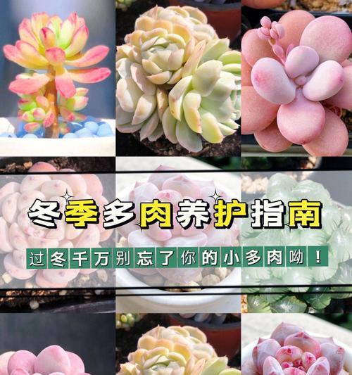 米兰在冬天的养护要点是什么？如何安全过冬？
