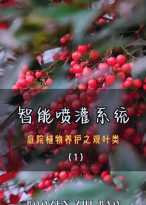 米兰在冬天的养护要点是什么？如何安全过冬？