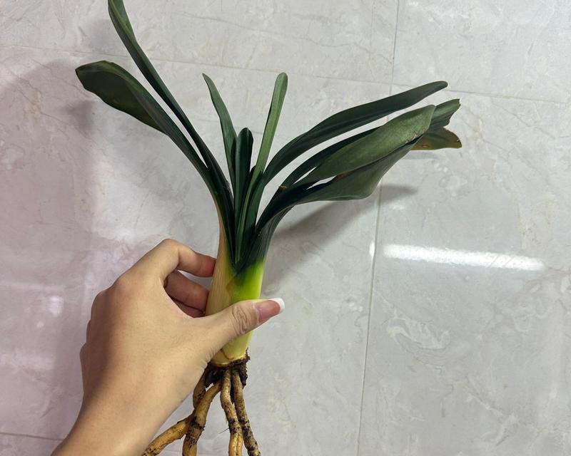 君子兰烂根的处理方法是什么？如何避免烂根的发生？