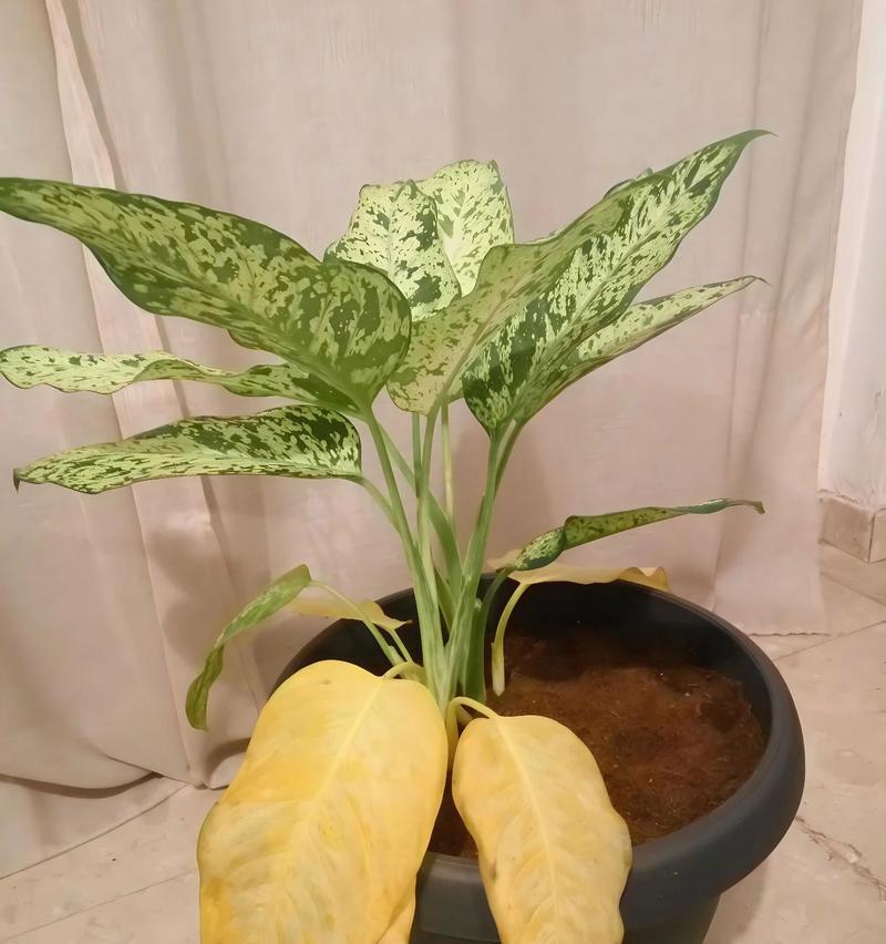 袖珍植物叶子发黄的原因是什么？如何进行补救？