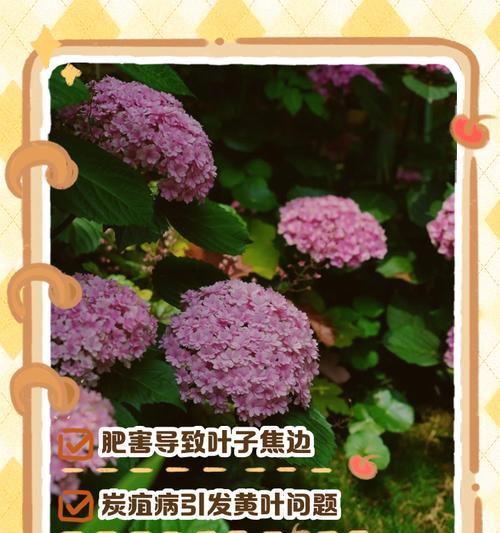 袖珍植物叶子发黄的原因是什么？如何进行补救？
