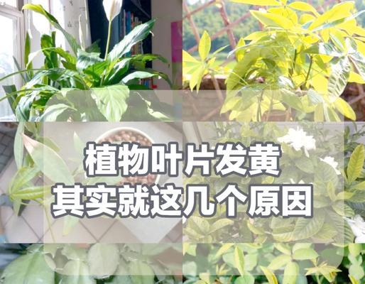 袖珍植物叶子发黄的原因是什么？如何进行补救？