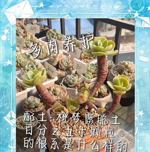 多肉佛珠用什么土？如何选择合适的土壤？
