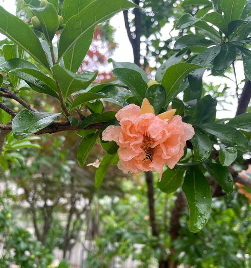 石榴花怎么养殖方法？有哪些有效的养殖技巧？