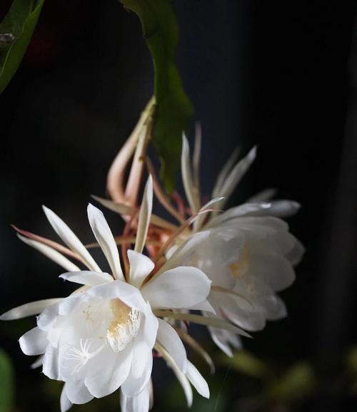 昙花叶子发黄的原因是什么？如何进行有效处理？