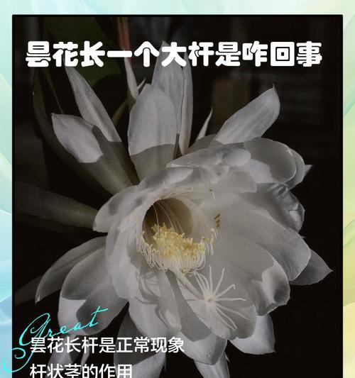 昙花叶子发黄的原因是什么？如何进行有效处理？