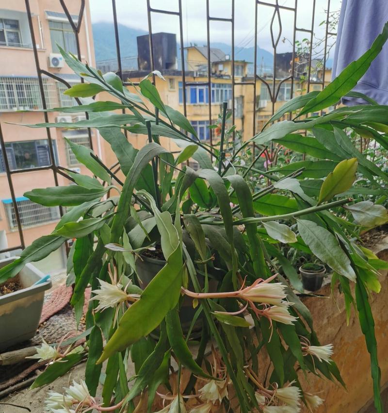 昙花叶子发黄的原因是什么？如何进行有效处理？