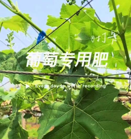 盆栽葡萄施肥的正确方法是什么？