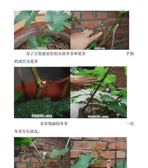 盆栽葡萄施肥的正确方法是什么？