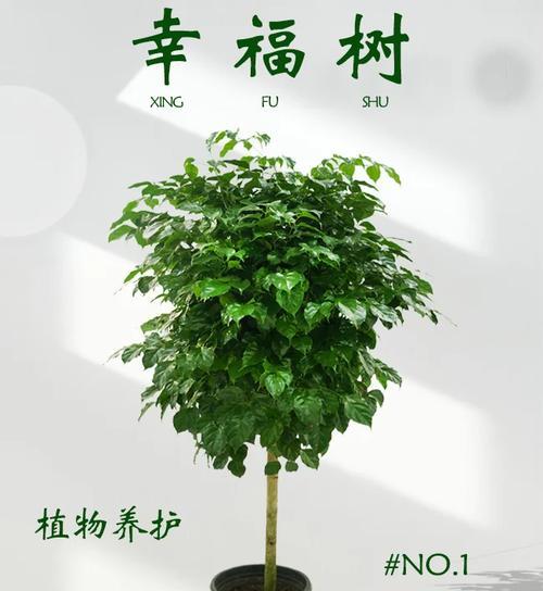 幸福树的正确养殖方法是什么？如何保持其健康？