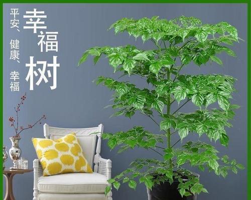 幸福树的正确养殖方法是什么？如何保持其健康？